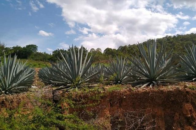 Sube 400% explotación de agaves en reserva de la biósfera en Tehuacán 