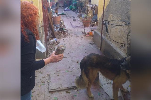 En Tehuacán rescatan perros para darles peores tratos