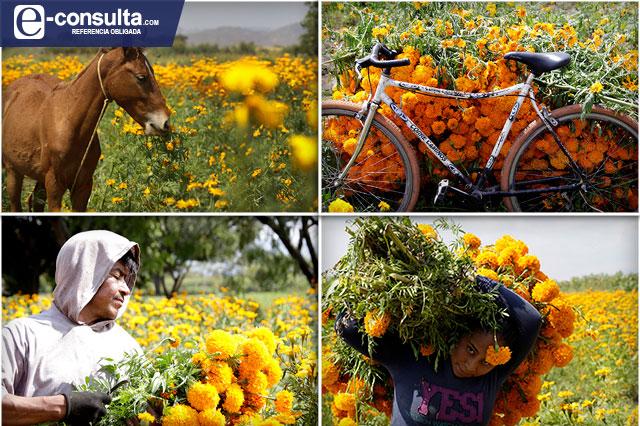 Video: así se realiza el corte de flor de Cempasúchil en Huauchinango 