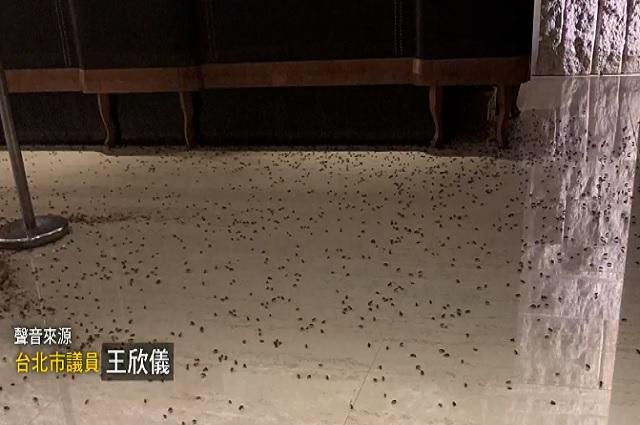 Por venganza, avientan cucarachas en restaurante