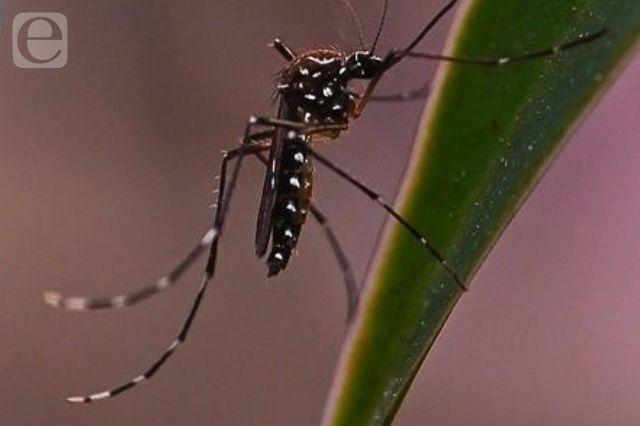 Reportan 73 casos de dengue en Puebla