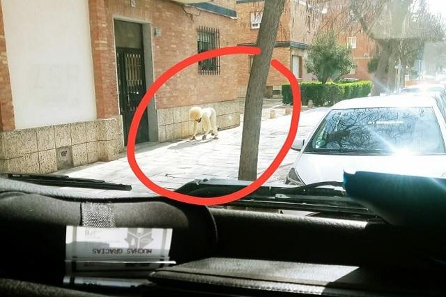 En España, hombre se disfraza de perro para evitar cuarentena