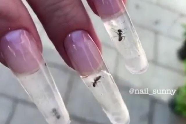 Meten hormigas vivas en uñas de acrílico y comparten video