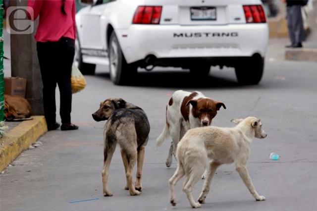 Denuncian jaurías de perros peligrosas en Teziutlán