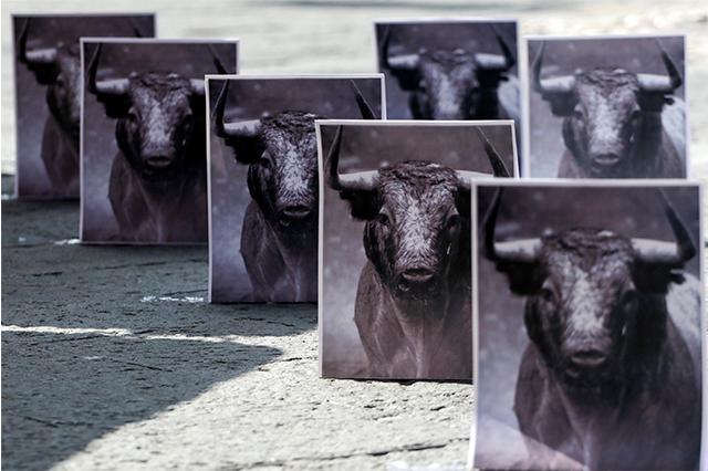 Activistas irán a SCJN para cancelar corridas de toros en Puebla