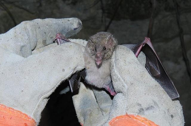 Registran 10 especies nuevas de murciélagos en reserva de la biósfera 
