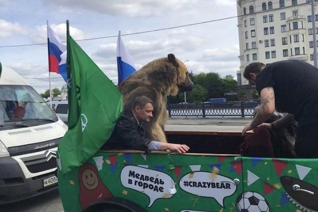 Un oso irrumpió en el festejo de Rusia frente a Arabia Saudita