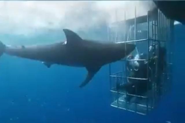 Video: Captan a tiburón blanco que murió atorado en una jaula de turistas