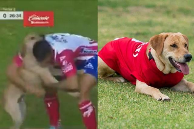 Atlético San Luis 'fichó' al perrito que se metió a la cancha durante partido vs Cruz Azul