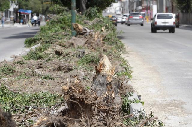 Suspende la Comuna tala de árboles en la 11 norte-sur