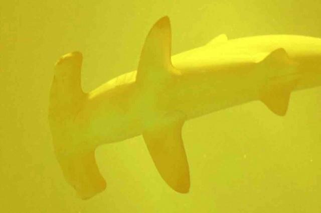 Video: hallan tiburones vivos nadando dentro de un volcán activo