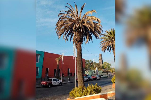 Especie mexicana sustituirá palmeras enfermas de El Alto