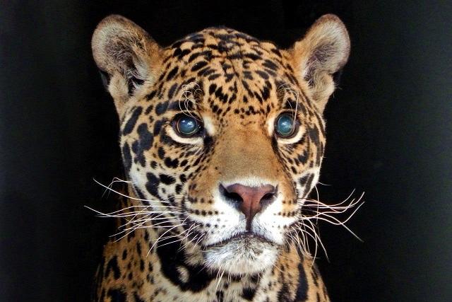 10 hermosas fotos de especies que habitan en Africam Safari