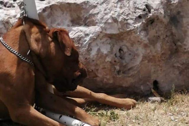 Ahorcan a perro para robar en una vivienda de Tehuacán