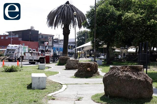 Sobresalta a Barbosa derribo de palmeras en barrio de Analco