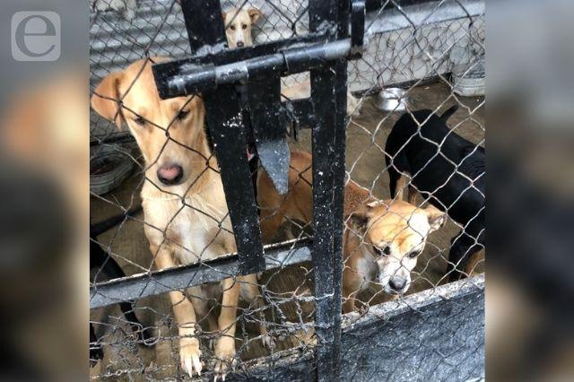Sacrificarán a perros en Tehuacán, por cambio de administración