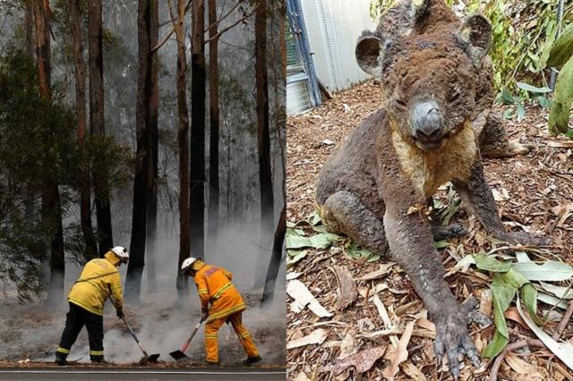 Australia perdió a la mitad de sus koalas por incendios del fin de semana