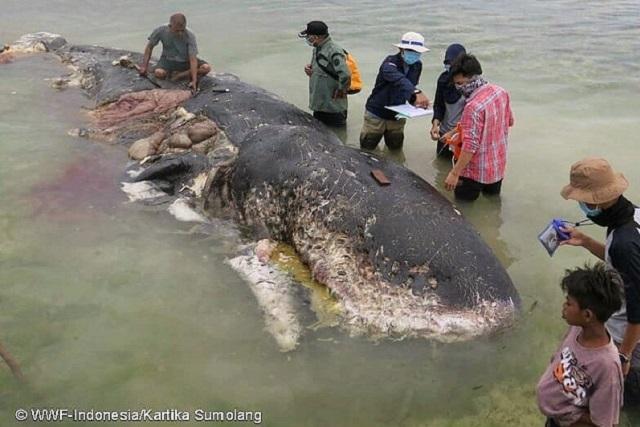 Hallan muerta en Indonesia a ballena que tragó miles de objetos de plástico