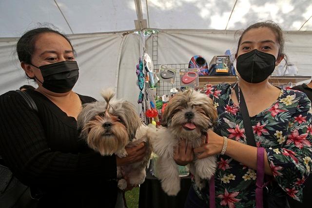 ¿Cómo denunciar maltrato animal en Puebla?