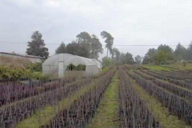 Por bajas temperaturas se afectaron cultivos en Zacatlán