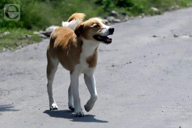 Ponen denuncia contra quien envenena perros en Tehuacán