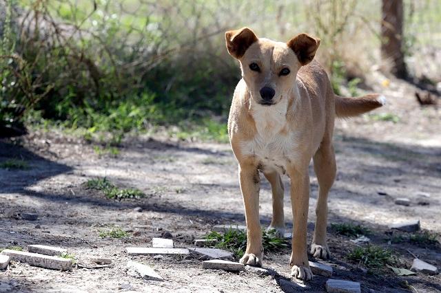 Envenenan a perros en Casas Geo de Atlixco