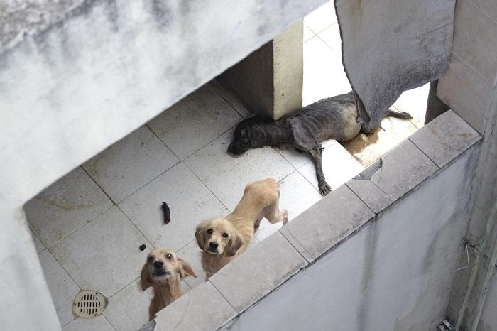 Presentan primera denuncia por maltrato animal en Puebla