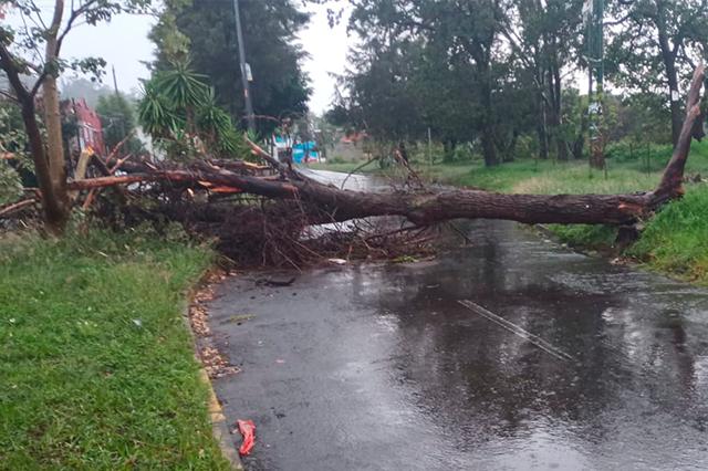 El saldo del aguacero en Puebla: 9 árboles caídos y daños a un auto