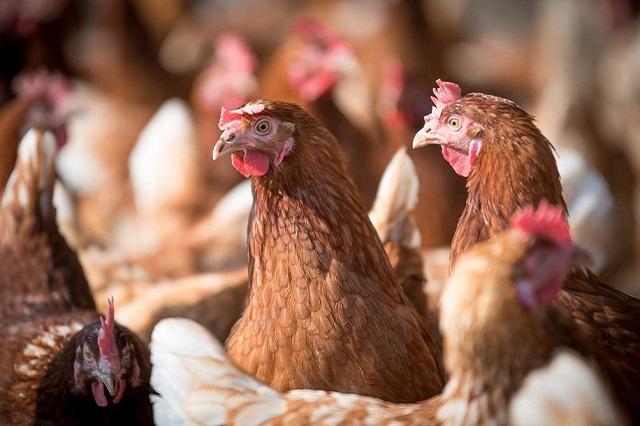 EU reporta primer caso humano de gripe aviar H5