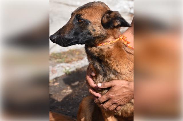 Exhiben descuido de perro donado a Seguridad Pública de Tehuacán