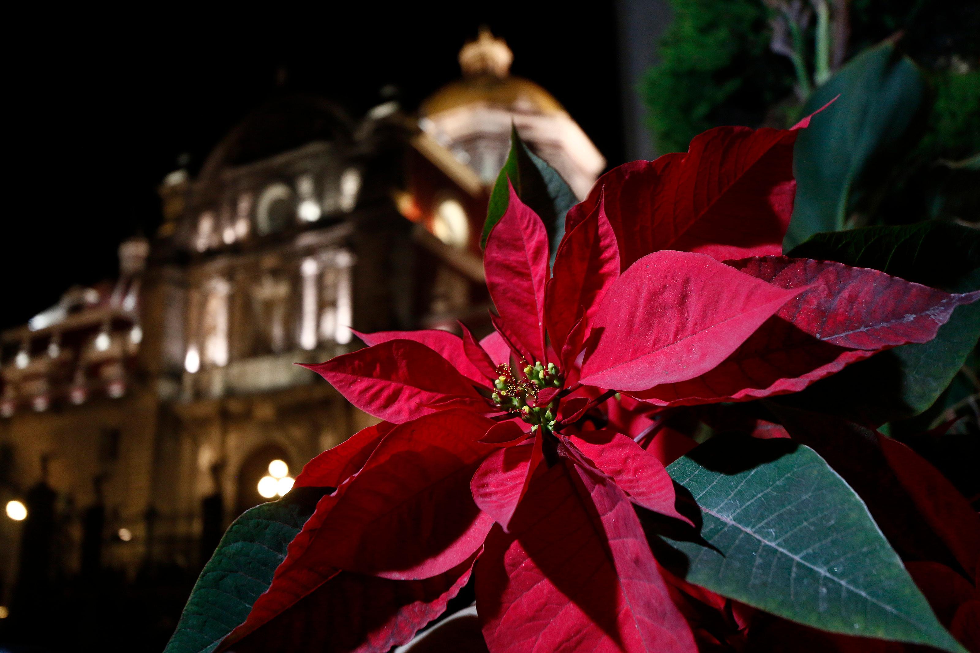 Flor de Nochebuena por Navidad 2022 Puebla: precio, dónde comprar y cuidados