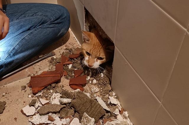 Fotos: Gato se queda atrapado detrás de pared de baño y así lo rescatan