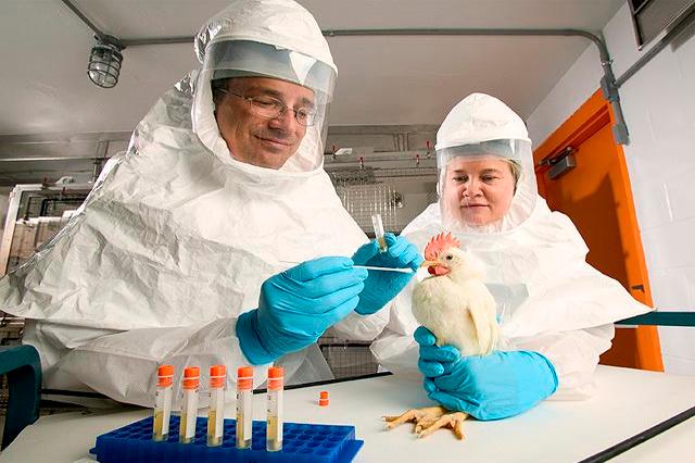Francia comienza experimentos para vacunas contra gripe aviar