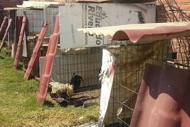 Clausuran en San Pedro Cholula criadero ilegal de gallos de pelea
