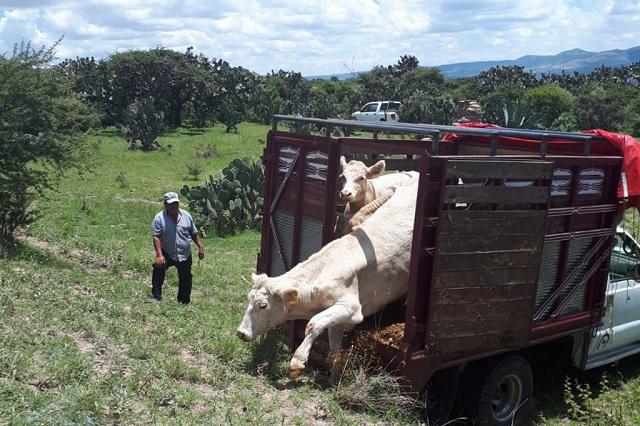 Ganaderos acusan descontrol por robo de ganado en Puebla