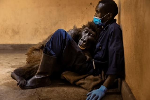 Gorila muere en brazos de su cuidador de toda la vida