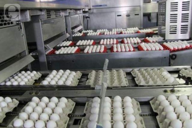 Tehuacán entre los principales productores de huevo en Puebla