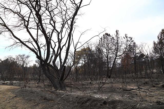 Puebla: 4o lugar en incendios y noveno en área afectada 
