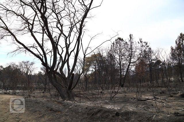 Puebla, quinto lugar con más incendios forestales