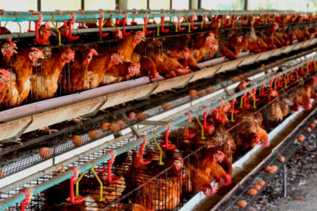 Incrementa precio del huevo por brote de gripe aviar en gallinas