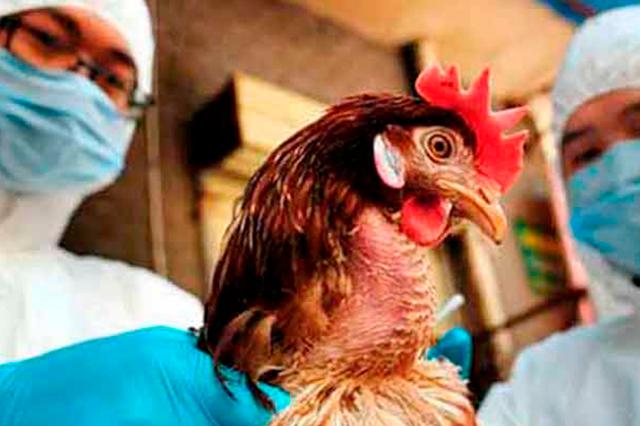 Influenza aviar invade Tláhuac y Xochimilco de CDMX