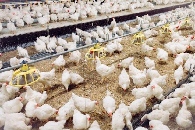 Influenza aviar podría afectar el corredor avícola Tehuacán-Tecamachalco