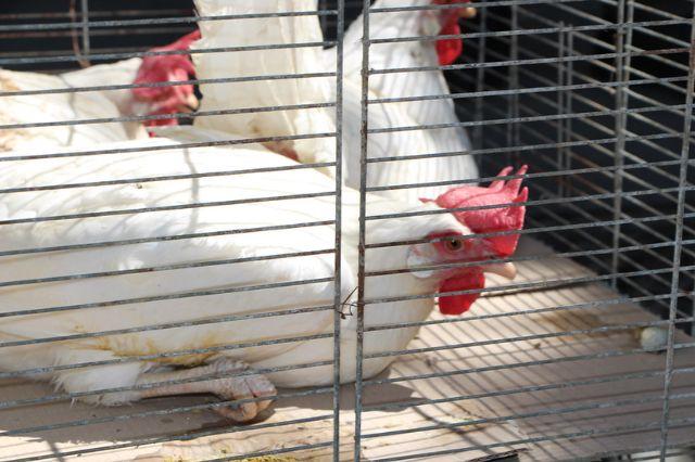 Influenza H5N1 en Tehuacán: en riesgo 22 millones de aves