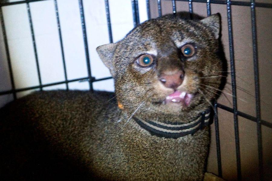Jaguarundi: Así es el felino rescatado por pobladores en Cuetzalan, Puebla