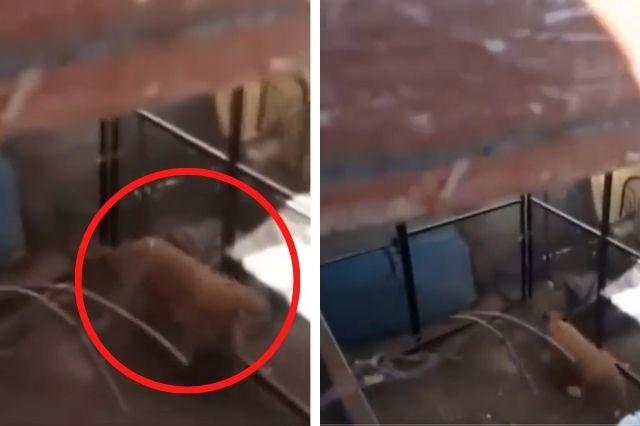 León en Puebla: enjaulan a cachorro en casa de Balcones del Sur (video)