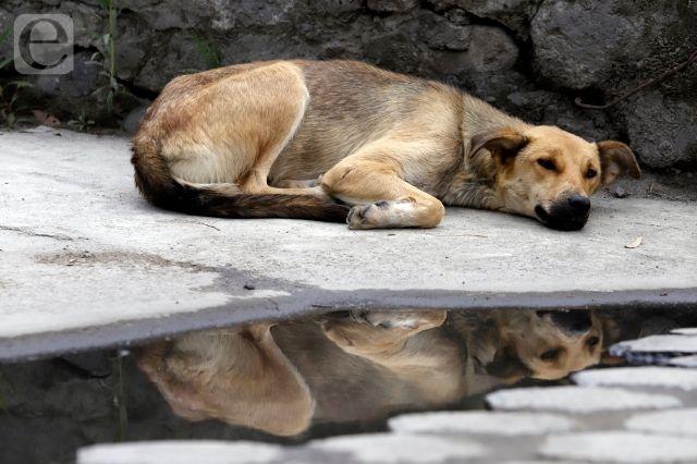 Bienestar Animal de Tehuacán descarta sacrificio de perros