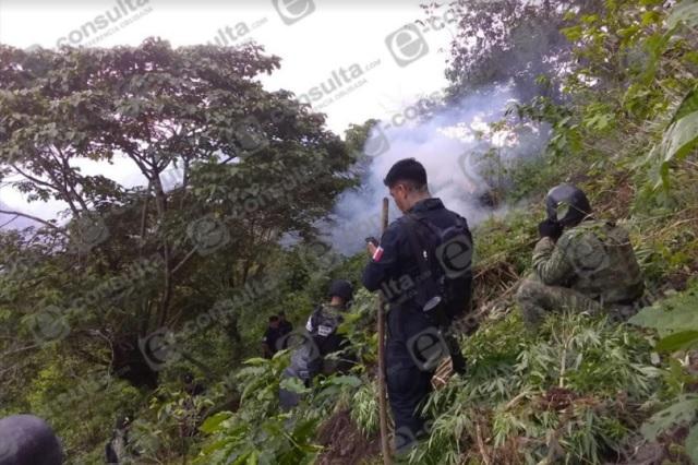Destruyen plantío de mariguana en Zapotitlán de Méndez