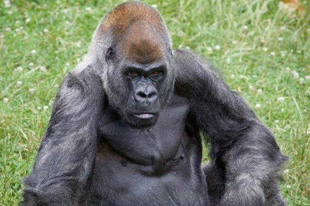 Muere Ozzie, el gorila más longevo del mundo
