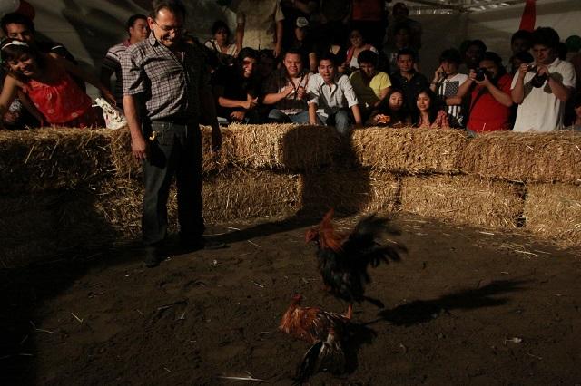 Toros y gallos tolera la nueva Ley de Bienestar Animal en Puebla