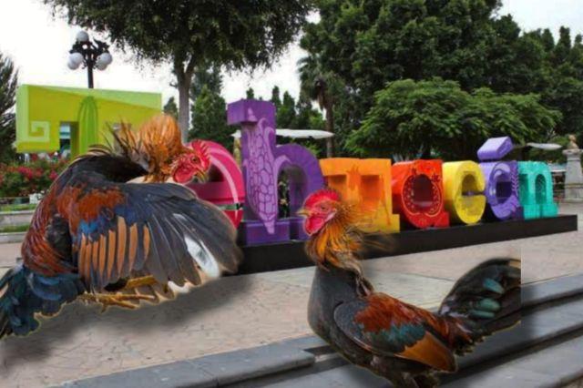 Anuncian pelea de gallos para la feria de Tehuacán